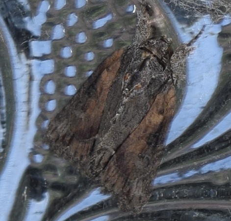 Bryophila raptricula?